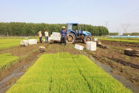 Téléchargez les photos : Lit de semis de riz gros plan de la photo - en image libre de droit