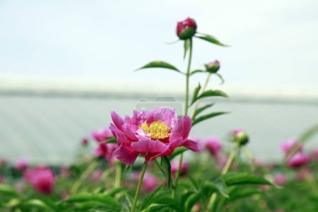 Foto de Paeonia lactiflora flor primer plano de la foto - Imagen libre de derechos