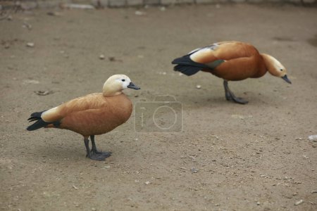 Téléchargez les photos : Canard roux dans le zoo - en image libre de droit
