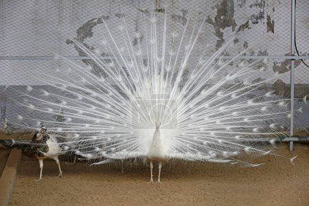 Photo for White peacock in a far - Royalty Free Image