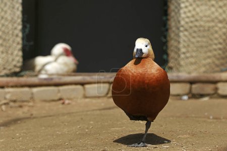 Téléchargez les photos : Canard roux dans le zoo - en image libre de droit