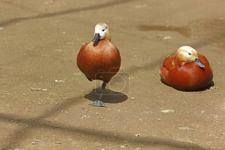 Photo for Ruddy Shelduck in the zoo - Royalty Free Image