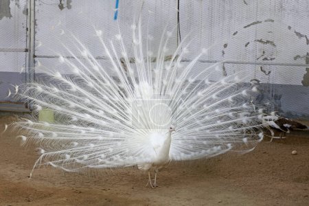 Photo for White peacock flaunting its tail in a zoo, North China - Royalty Free Image