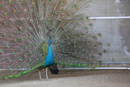 Photo for Peacock flaunting its tail in a zoo, North China - Royalty Free Image