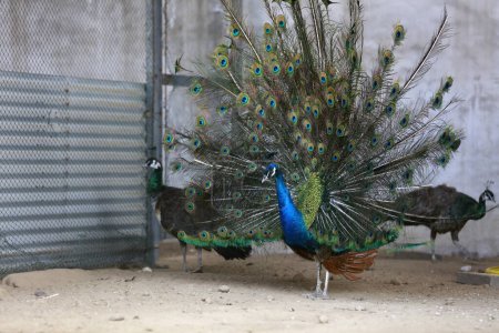 Photo for Peacock flaunting its tail in a zoo, North China - Royalty Free Image