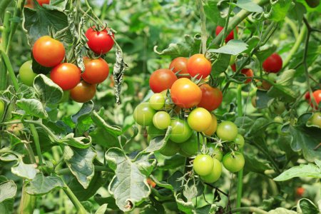 Foto de Tomates maduros en una granja en el norte de China - Imagen libre de derechos