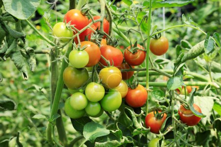 Foto de Tomates maduros en una granja en el norte de China - Imagen libre de derechos