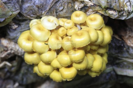 Téléchargez les photos : Champignon doré cultivé dans une ferme à North Chin - en image libre de droit
