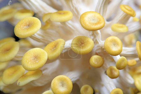 Photo for Cultivated golden mushroom on a farm in North Chin - Royalty Free Image