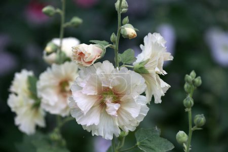 Photo for Althaea flowers in the park, North China - Royalty Free Image
