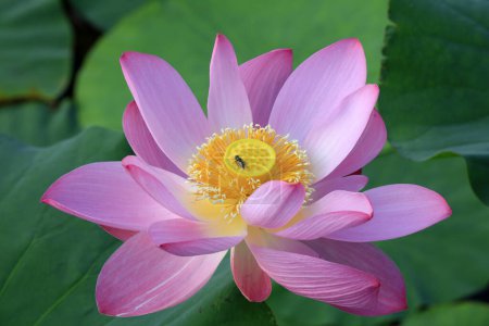 Téléchargez les photos : Lotus dans l'étang - en image libre de droit