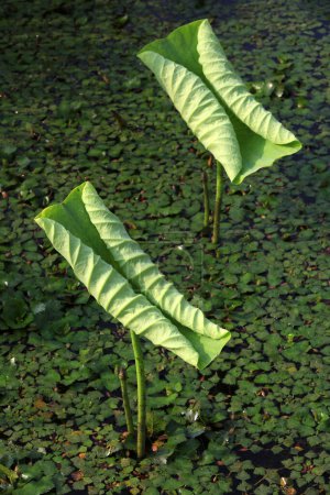 Photo for Lotus leaves in the pond - Royalty Free Image