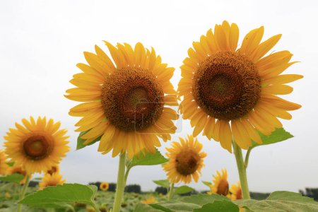 Photo for Sunflowers on a farm, China - Royalty Free Image