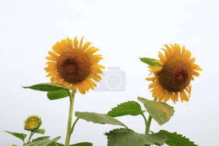 Photo for Sunflowers on a farm, China - Royalty Free Image