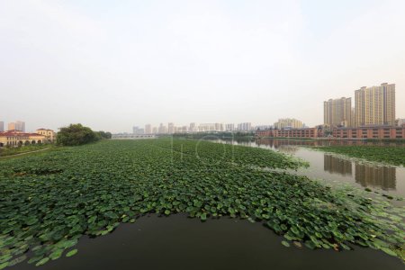 Téléchargez les photos : Lotus étang paysage naturel dans un parc, COMTÉ DE LUANNAN, Province du Hebei, Chine - en image libre de droit