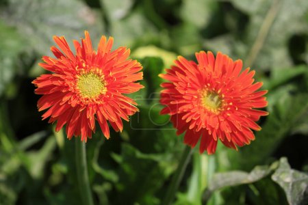 Photo for Beautiful African Chrysanthemum Blossoms - Royalty Free Image