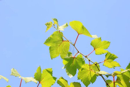 Téléchargez les photos : Semis de raisin sous le ciel bleu - en image libre de droit