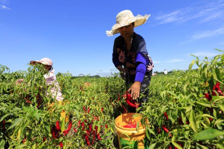 Foto de Condado de Luannan - 29 de agosto de 2018: Los agricultores recogen Capsicum, Condado de Luannan, provincia de Hebei, Chin - Imagen libre de derechos