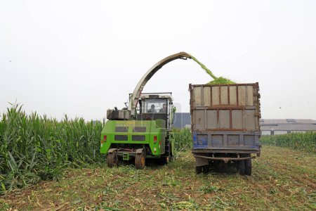 Foto de Condado de Luannan - 30 de agosto de 2018: sitio de cosecha de maíz ensilaje, Luannan, Hebei, Chin - Imagen libre de derechos