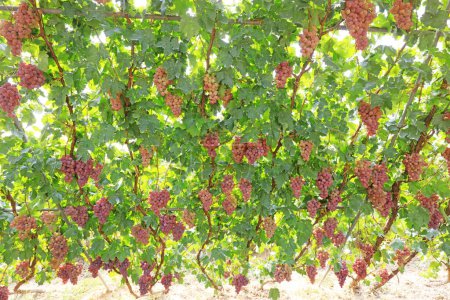 Téléchargez les photos : Raisins mûrs dans une plantation dans le comté de Lulong, province du Hebei, Chine - en image libre de droit
