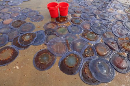 Foto de Piel de medusa cubre el suelo en una planta de procesamiento de mariscos en el norte de China - Imagen libre de derechos