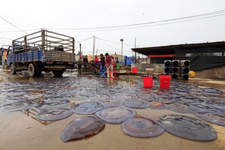 Foto de CONDADO DE LUANNAN, China - 20 de septiembre de 2018: Los trabajadores están procesando medusas en una planta de procesamiento de alimentos, condado de LUANNAN, provincia de Hebei, China - Imagen libre de derechos