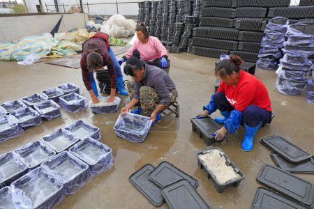 Téléchargez les photos : COMTÉ DE LUANNAN, Chine - 20 septembre 2018 : Les travailleurs transforment des méduses dans une usine de transformation des aliments, COMTÉ DE LUANNAN, province du Hebei, Chine - en image libre de droit