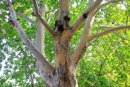 Téléchargez les photos : Photo rapprochée du tronc d'arbre de Paulownia fortunei - en image libre de droit