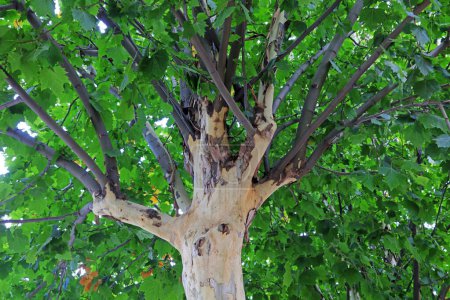 Foto de De cerca foto del tronco del árbol de Paulownia fortunei - Imagen libre de derechos