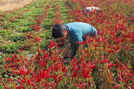 Téléchargez les photos : COMTÉ DE LUANNAN - 19 octobre 2018 : Des agriculteurs récoltent des poivrons dans des fermes du comté de Luannan, province du Hebei, Chine - en image libre de droit
