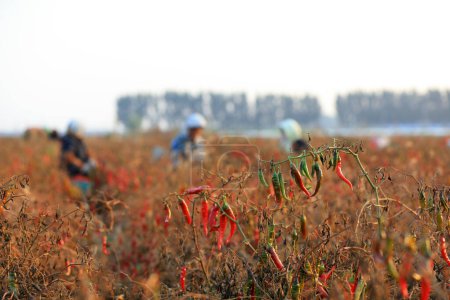 Photo for LUANNAN COUNTY - October 19, 2018: Farmers harvest peppers on farms in Luannan County, Hebei Province, China - Royalty Free Image