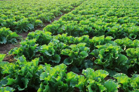Photo for Chinese cabbage is in the fields - Royalty Free Image