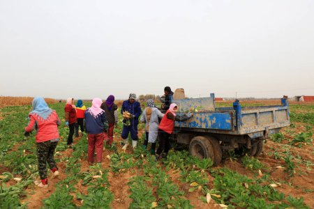 Téléchargez les photos : COMTÉ DE LUANNAN, Chine - 6 novembre 2018 : Les agriculteurs récoltent des radis à la ferme, COMTÉ DE LUANNAN, province du Hebei, Chine - en image libre de droit