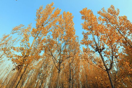 Photo for Poplar in autum closeup of photo - Royalty Free Image