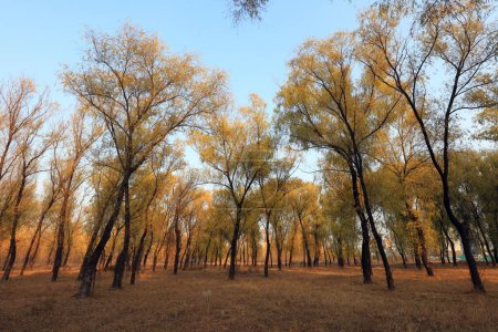 Foto de Árboles en otoño primer plano de la foto - Imagen libre de derechos