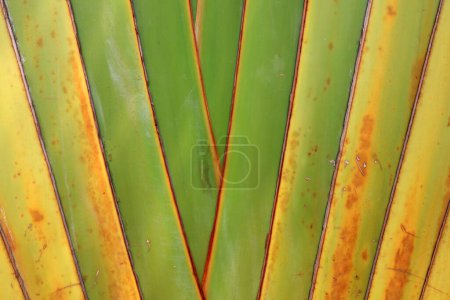 Photo for A close-up of the stems of plantain, South China - Royalty Free Image