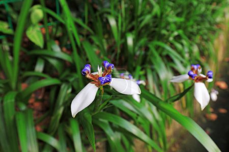 Foto de Iris brasiliensis florece en un parque en Guangzhou, China - Imagen libre de derechos