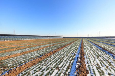 Téléchargez les photos : Neige dans les champs de blé - en image libre de droit