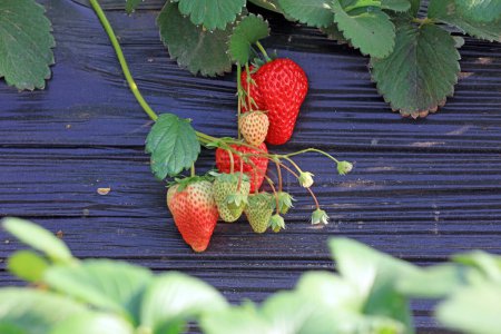 Foto de Frutos de fresa en invernadero - Imagen libre de derechos
