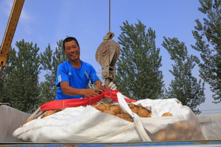 Photo for LUANNAN COUNTY, China - July 4, 2018: farmers hoist freshly harvested potatoes on a farm, LUANNAN COUNTY, Hebei Province, China - Royalty Free Image