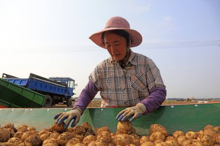 Téléchargez les photos : COMTÉ DE LUANNAN, Chine - Le 4 juillet 2018 : les agriculteurs cueillent des pommes de terre sur un tapis roulant dans une ferme du COMTÉ DE LUANNAN, province du Hebei, Chine - en image libre de droit