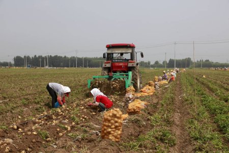 Foto de CONDADO DE LUANNAN, China - 4 de julio de 2018: los agricultores cosechan patatas en una granja, condado de LUANNAN, provincia de Hebei, China - Imagen libre de derechos