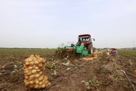 Téléchargez les photos : COMTÉ DE LUANNAN, Chine - 4 juillet 2018 : agriculteurs récoltent des pommes de terre sur une ferme, COMTÉ DE LUANNAN, province du Hebei, Chine - en image libre de droit