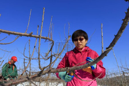 Foto de Condado de Luannan - 8 de marzo de 2018: el jardinero está podando el cerezo en una granja, condado de Luannan, provincia de Hebei, China - Imagen libre de derechos