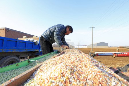 Téléchargez les photos : Comté de Luannan - 16 mars 2018 : le planteur a ajouté de l'engrais chimique dans une ferme, Luannan, Hebei, Chin - en image libre de droit