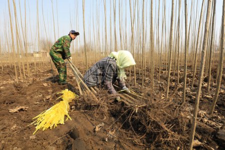 Foto de Condado de Luannan - 22 de marzo de 2018: los agricultores se unen a los plantones, condado de Luannan, provincia de Hebei, China - Imagen libre de derechos