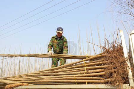Foto de Condado de Luannan - 22 de marzo de 2018: los agricultores están cargando plantones, condado de Luannan, provincia de Hebei, China - Imagen libre de derechos