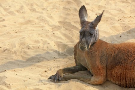 Téléchargez les photos : Kangourou reposant dans le parc de sable de la Chine - en image libre de droit