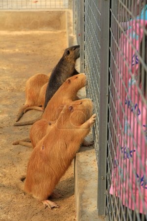 Téléchargez les photos : Castors dans le zoo - en image libre de droit
