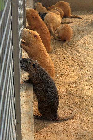 Photo for Beavers in the zoo - Royalty Free Image